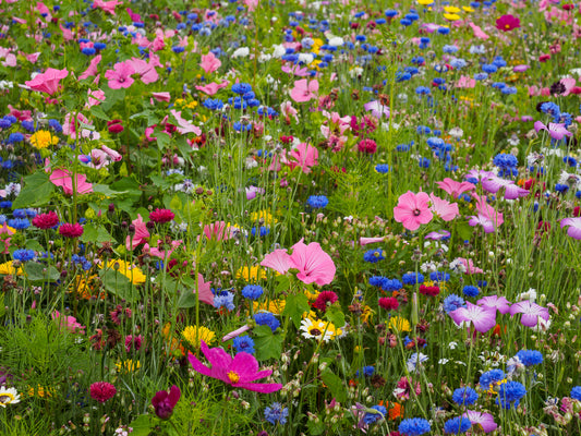 Annual Flower Seed Mix - Bee & Butterfly Bonanza
