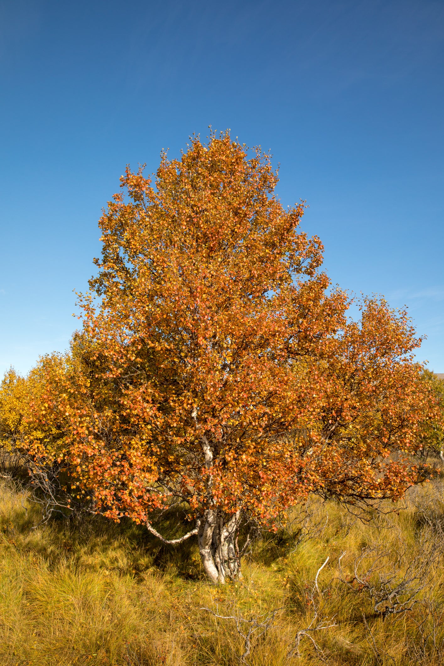 Betula pubescens (Downy Birch) seeds