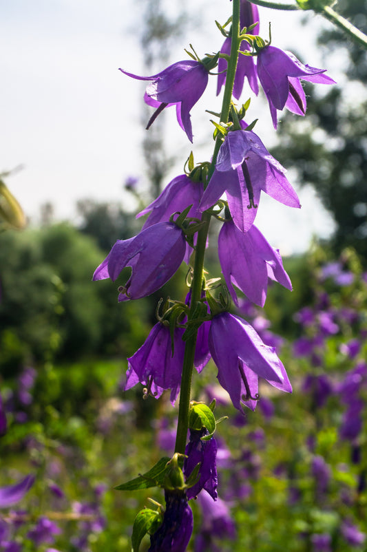 Campanula latifolia  (Giant Bellflower) seeds