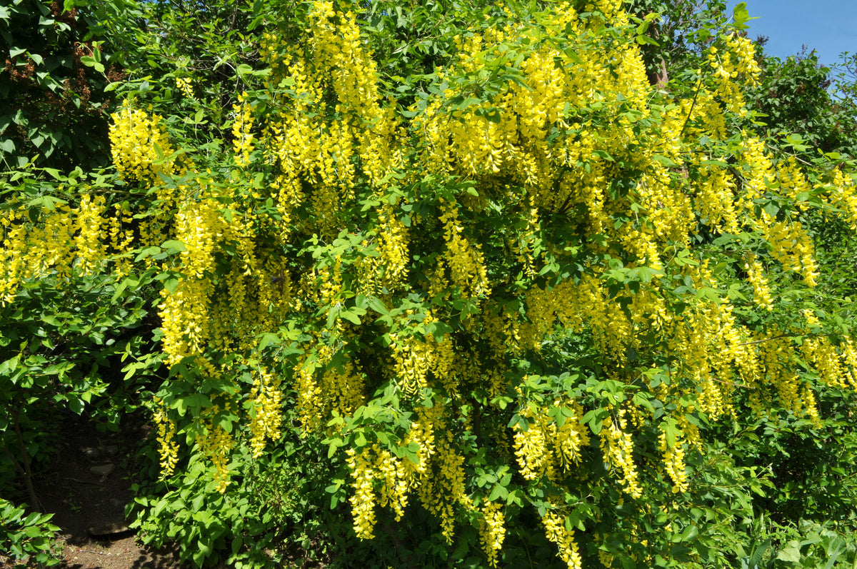 Caragana arborescens (Siberian Pea Tree) seeds