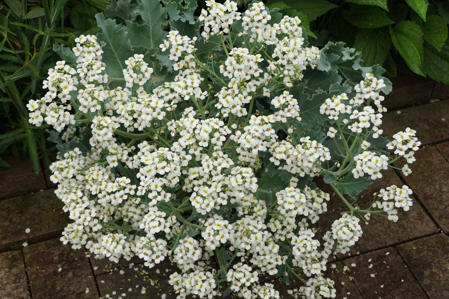 Crambe maritima (Sea Kale) seeds