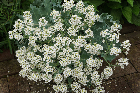Crambe maritima (Sea Kale) seeds