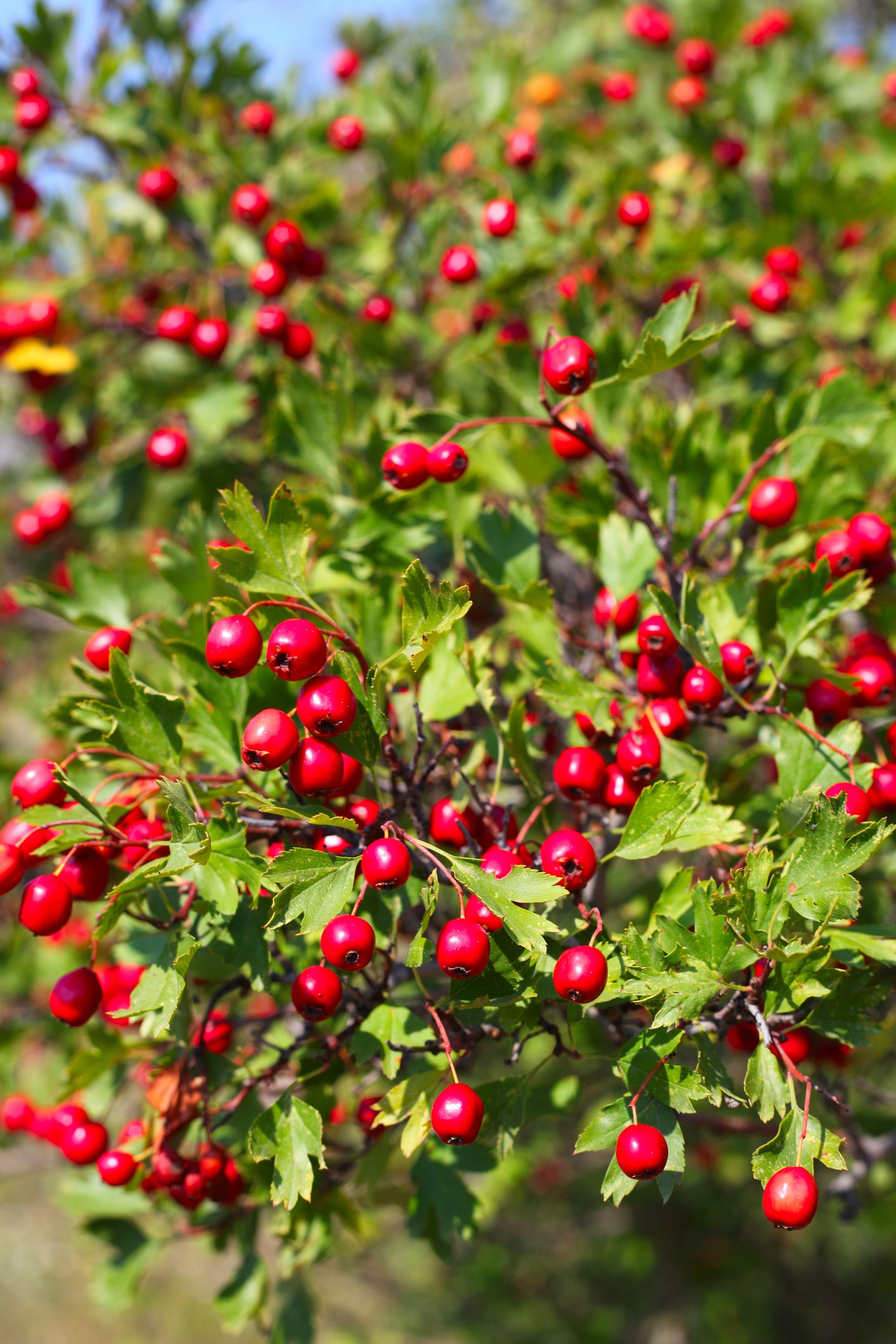 Crataegus monogyna (Hawthorn) seeds