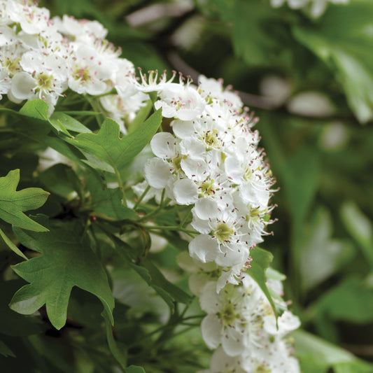 Crataegus monogyna (Hawthorn) seeds