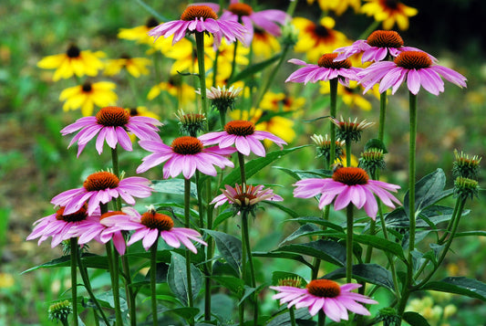 Echinacea purpurea (Coneflower) seeds