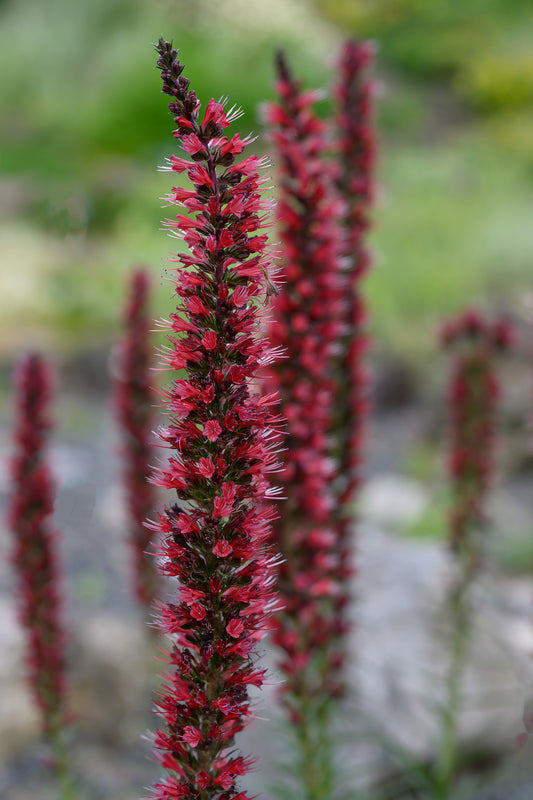 Echium russicum (Russian Bugloss) seeds