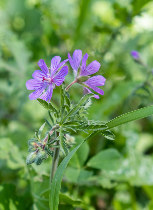 Geranium pyrenaicum (Hedgerow Cranesbill) seeds