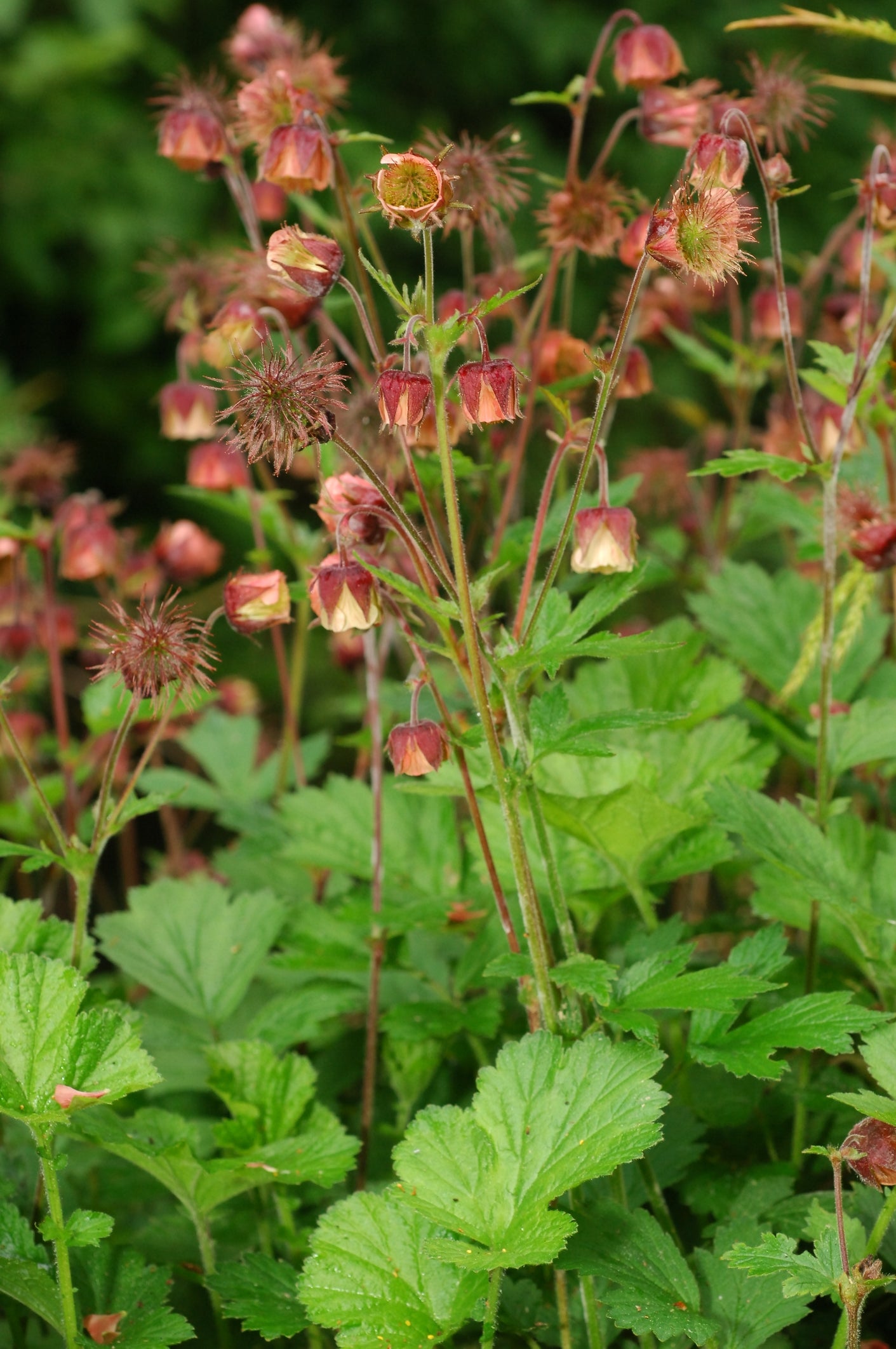 Geum rivale (Water Avens) seeds