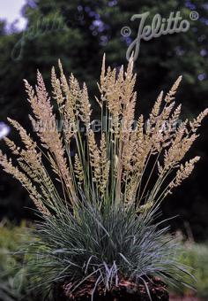 Koeleria glauca (Blue Hair Grass) seeds