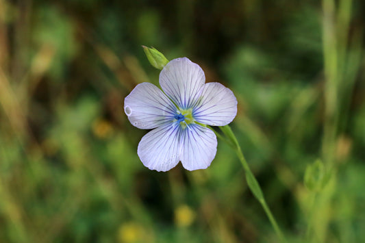 Linum bienne (Pale Flax) seeds