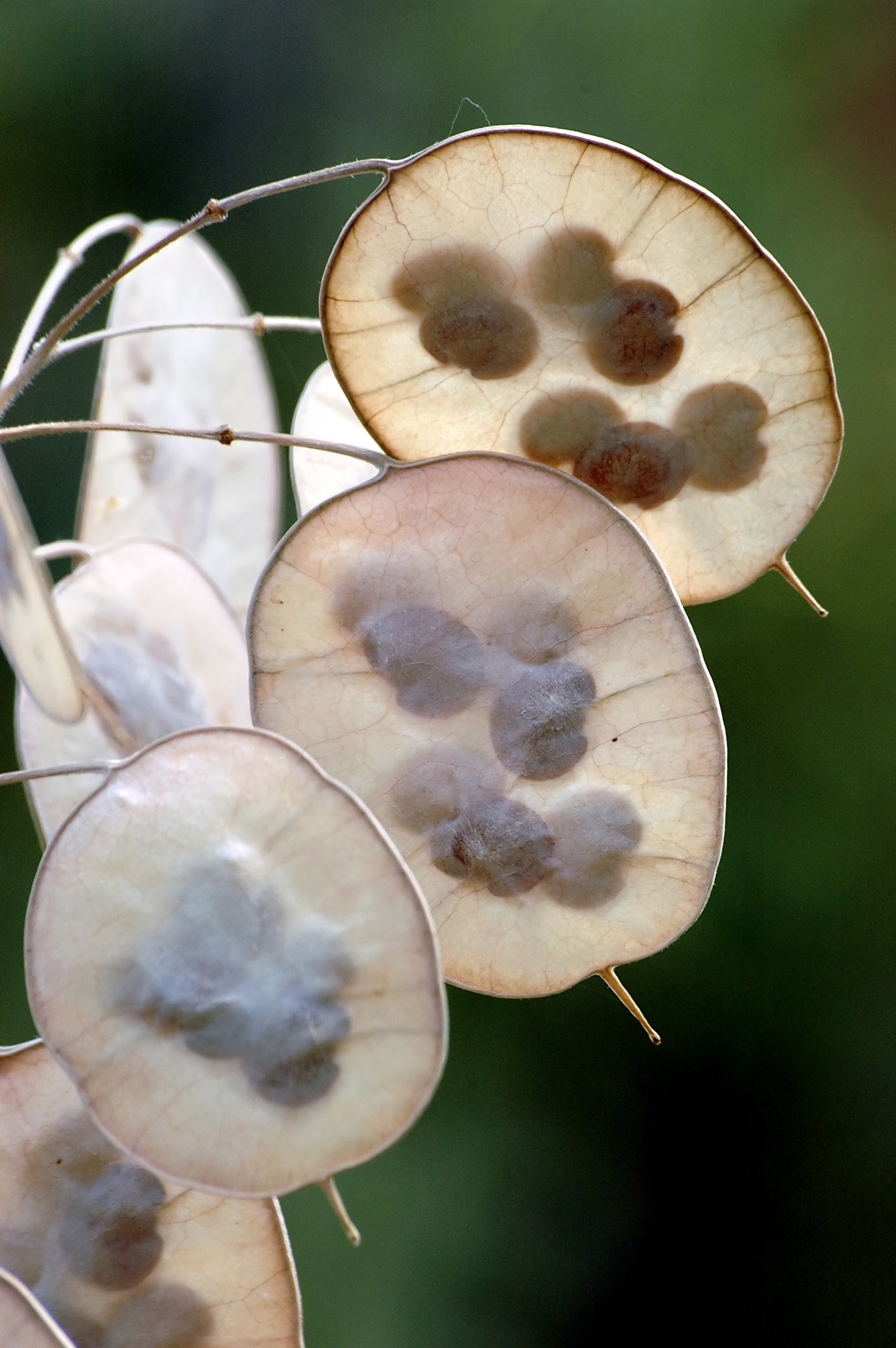 honesty plant seed pods RP Seeds : Lunaria annua (Honesty) 25 seeds