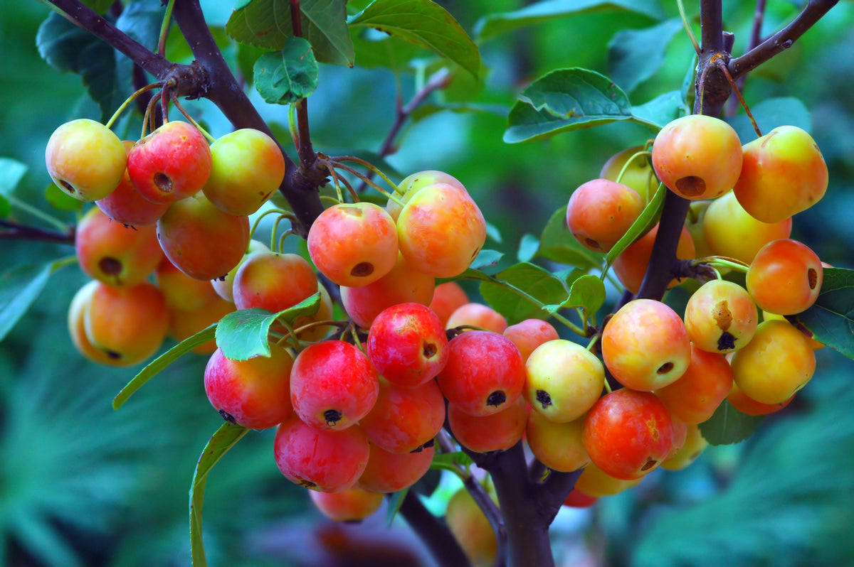 Malus sylvestris (Crab Apple) seeds