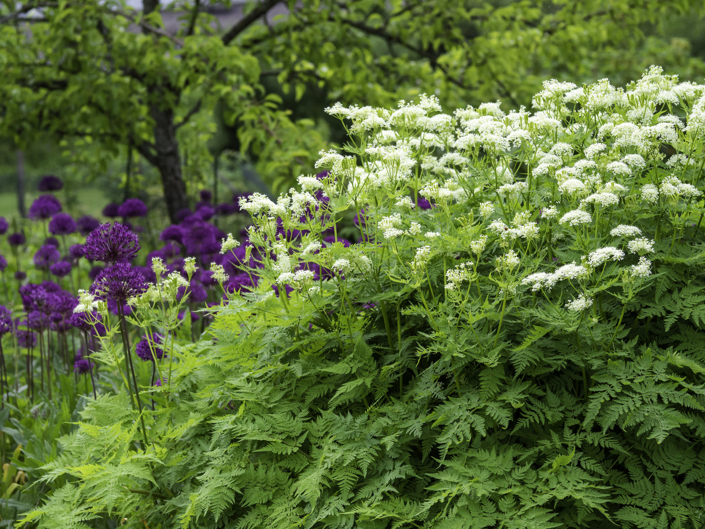 Myrrhis odorata (Sweet Cicely) seeds