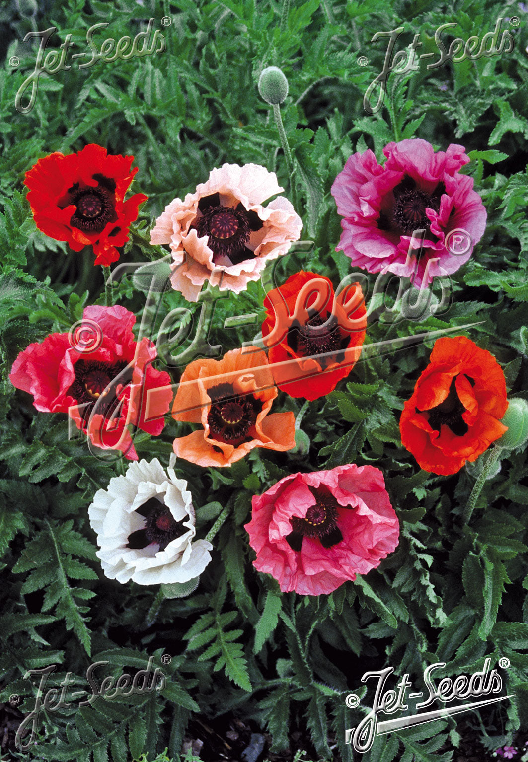 Papaver orientale Pizzicato (Oriental Poppy) seeds