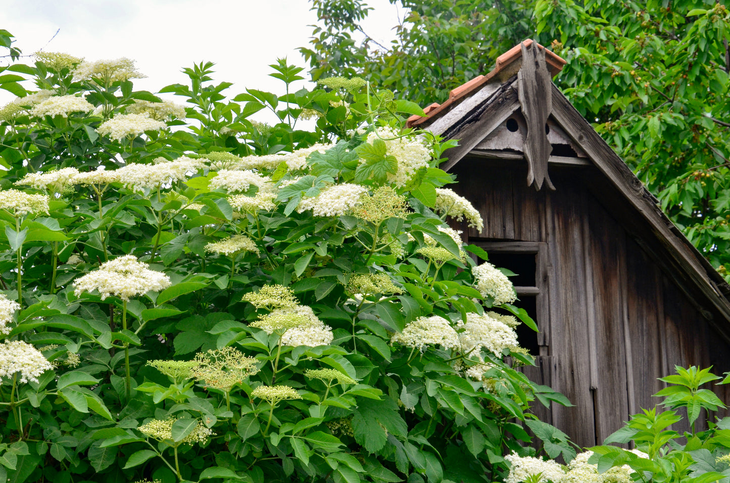 Sambucus nigra (Elderberry) seeds