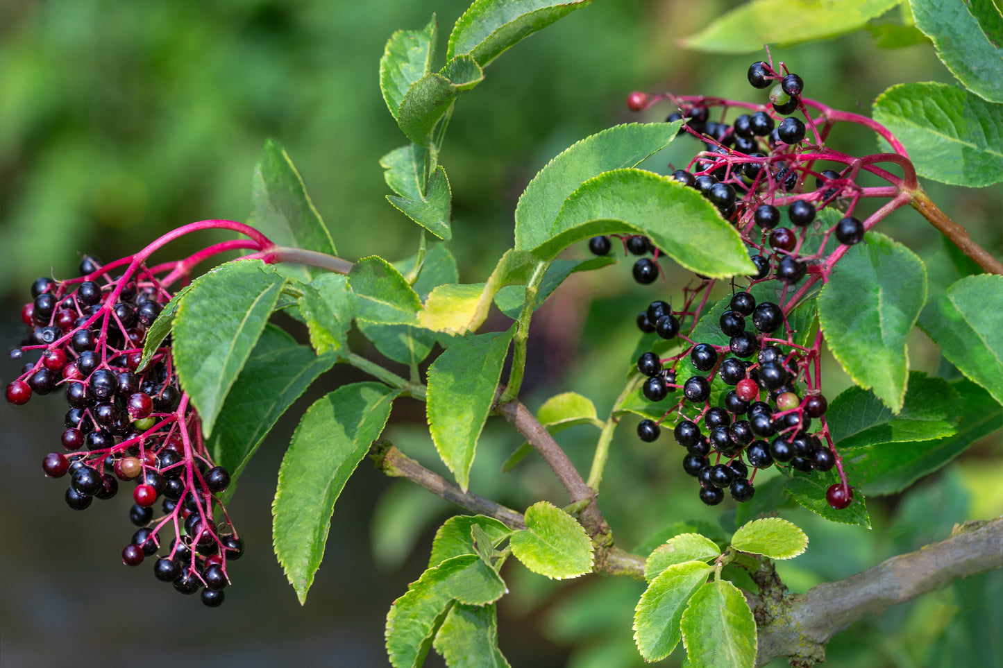 Sambucus nigra (Elderberry) seeds