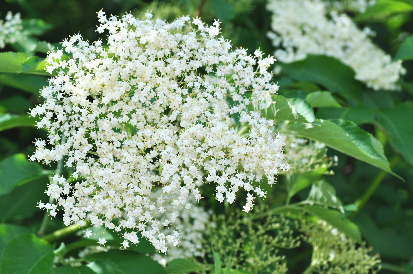 Sambucus nigra (Elderberry) seeds