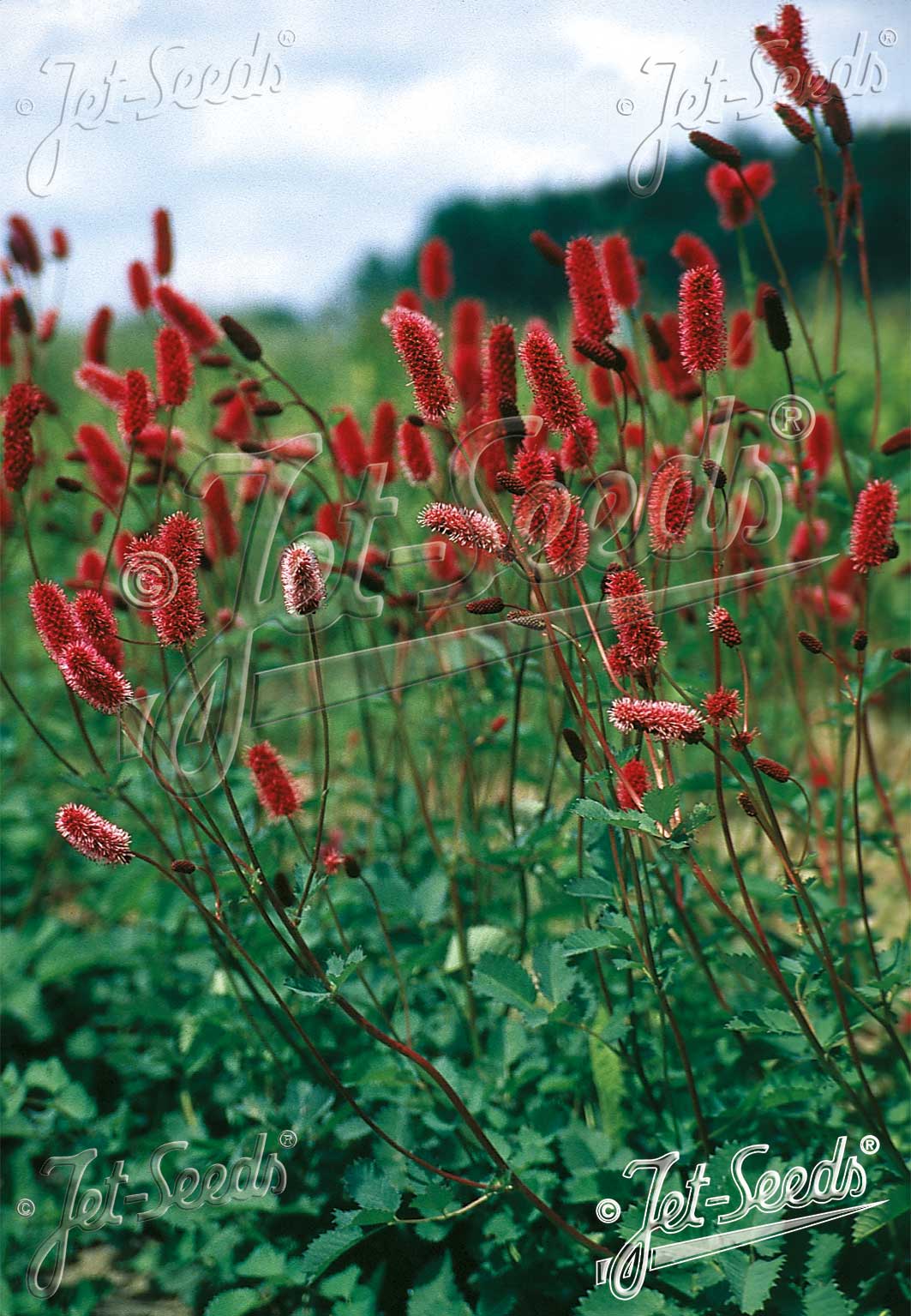 Sanguisorba menziessi (Alaskan Burnet) seeds