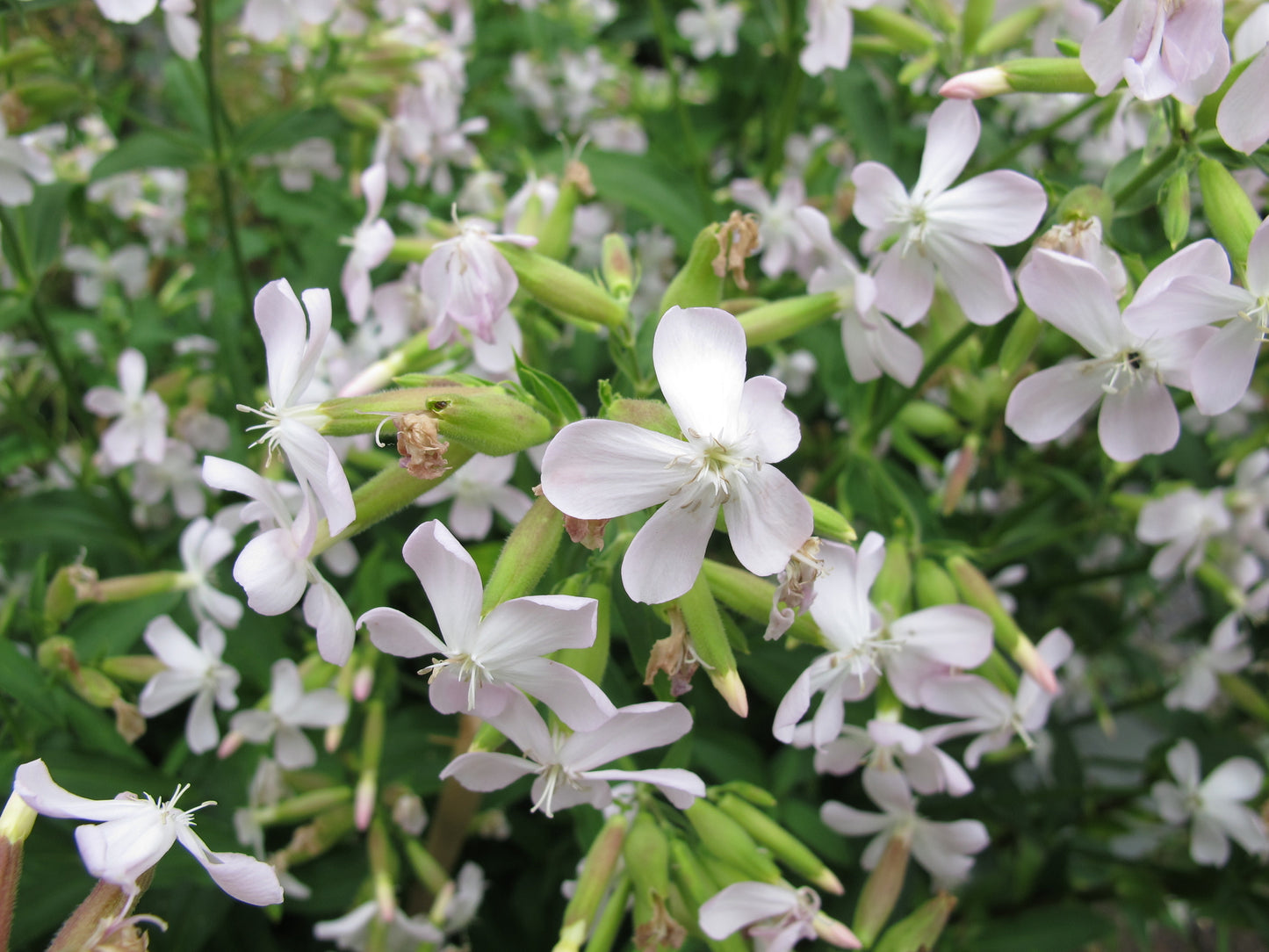 Saponaria officinalis (Soapwort) seeds