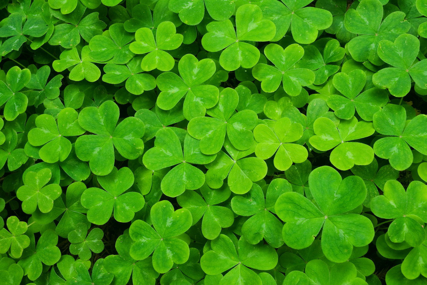 Trifolium repens (White Clover/Shamrock) seeds