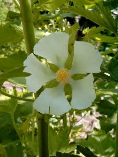 Kitaibelia vitifolia (Russian Hibiscus) seeds - RP Seeds