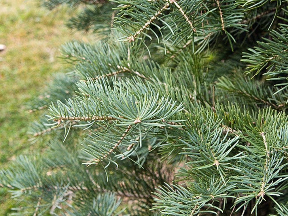 Abies concolor (White Fir) seeds - RP Seeds
