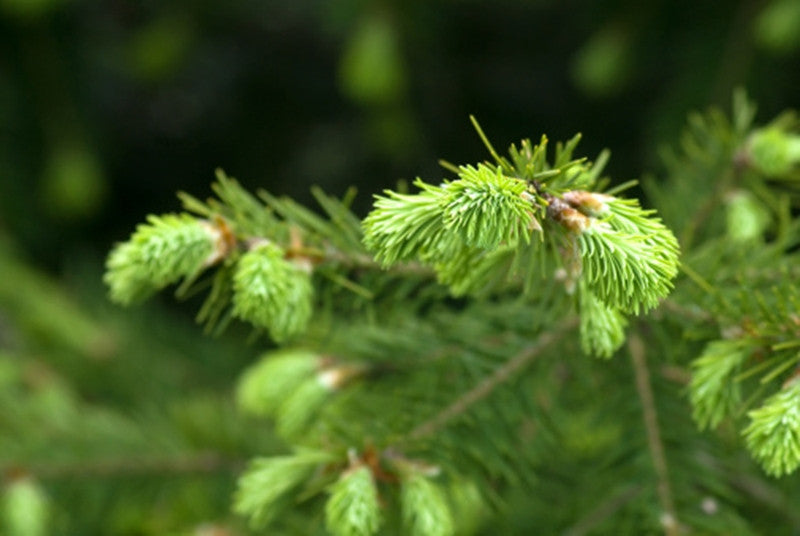 Abies fraseri (Fraser Fir) seeds - RP Seeds