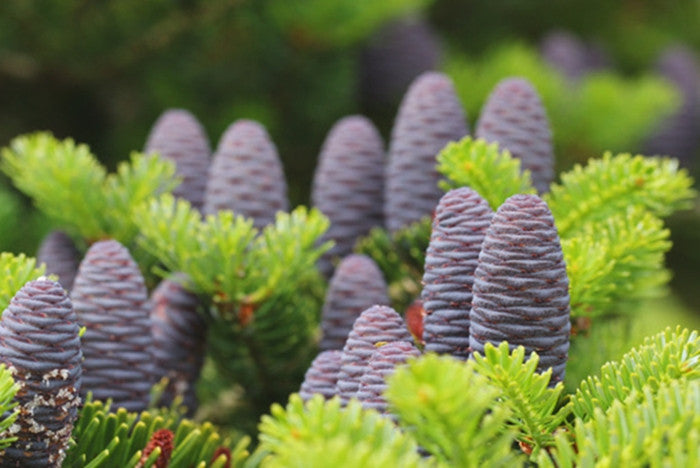 Abies koreana (Korean Fir) seeds - RP Seeds