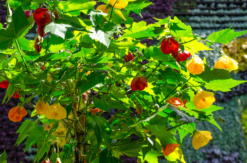 Abutilon hybridum maximum (Flowering Maple) seeds - RP Seeds