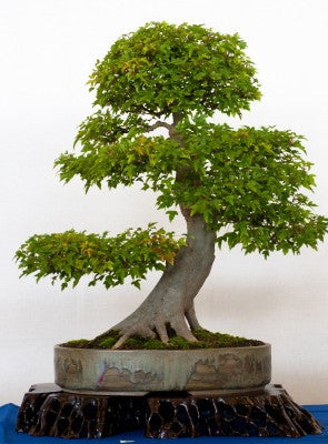 thumbnail image 2 of 30+ Trident Maple Seeds (Acer Buergerianum) – Grow Your Own Bonsai Or Shade Tree 2 of 4