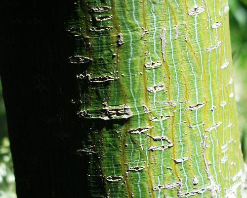 Acer capillipes (Red Snake-Bark Maple) seeds - RP Seeds