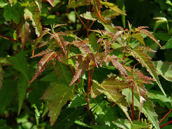 Acer ginnala (Amur Maple) seeds - RP Seeds