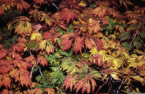 Acer japonicum aconitifolium (Full Moon Maple) seeds - RP Seeds