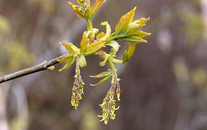 Acer negundo (Box Elder/Ash Leaved Maple) seeds - RP Seeds