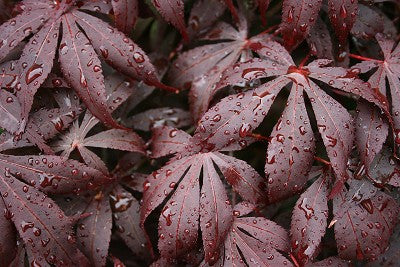 Acer palmatum atropurpureum (Blood Leaf Japanese Maple) seeds - RP Seeds