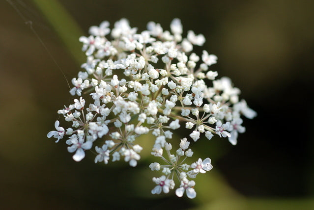 Achillea millefolium (Yarrow) seeds - RP Seeds