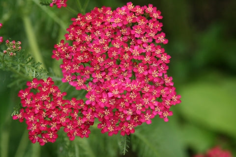 Achillea millefolium Cerise Queen (Yarrow) seeds - RP Seeds