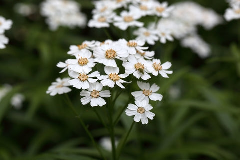 Achillea ptarmica (Sneezewort) seeds - RP Seeds