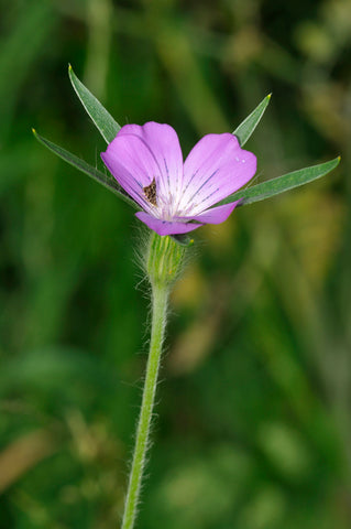 Agrostemma githago  (Corncockle) seeds - RP Seeds