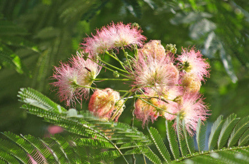 Albizzia julibrissin (Silk Tree) seeds - RP Seeds