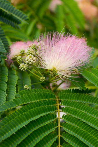 Albizzia julibrissin (Silk Tree) seeds - RP Seeds