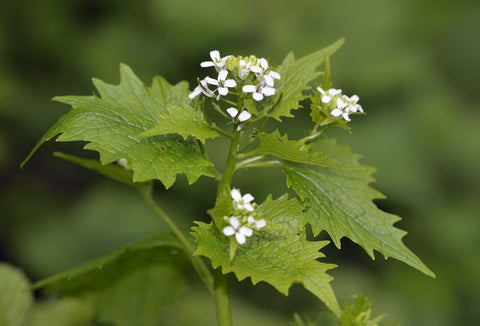 Alliaria petiolata (Garlic Mustard) seeds