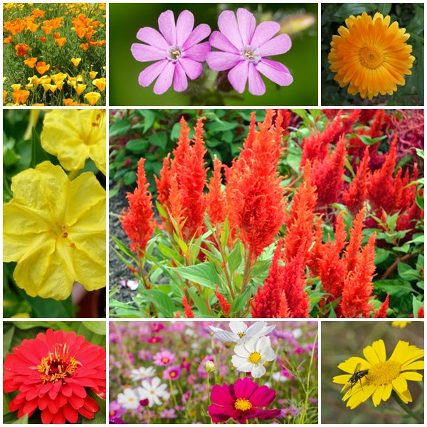 annual flower seeds uk RP Seeds: Annual Flower Seed Mix - Sunshine