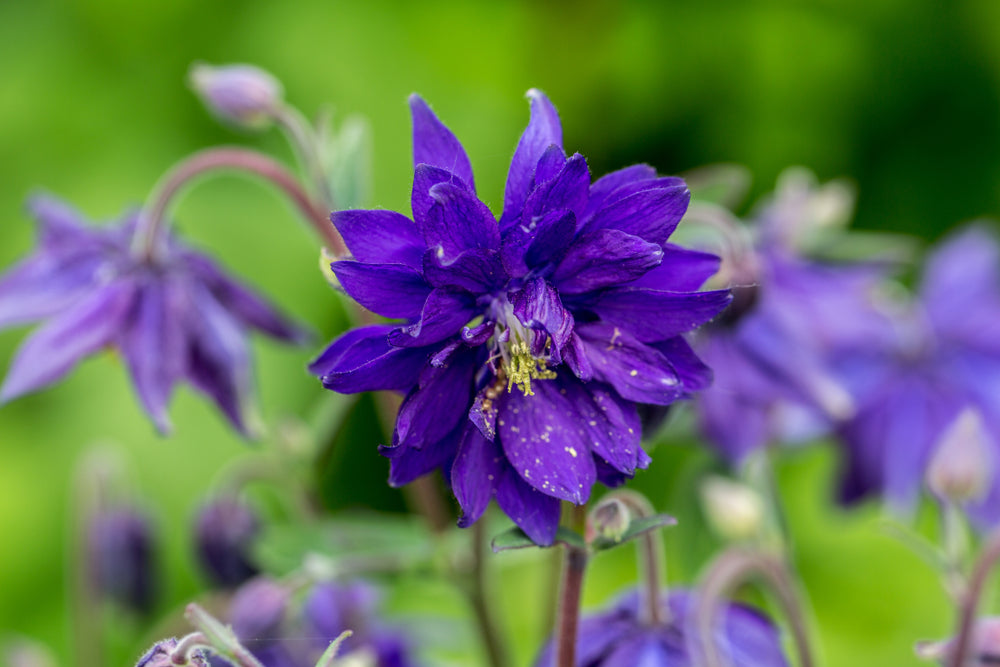 Aquilegia Blue Barlow (Columbine) seeds - RP Seeds