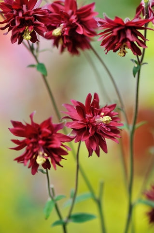 Aquilegia Bordeaux Barlow (Columbine) seeds - RP Seeds