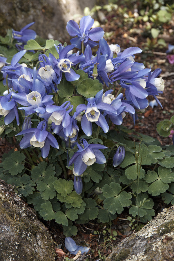 Aquilegia flabelatta Ministar (Columbine) seeds - RP Seeds