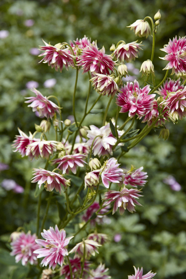 Aquilegia Nora Barlow (Columbine) seeds - RP Seeds