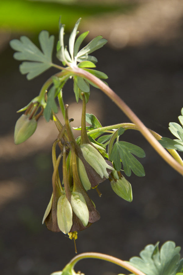 Aquilegia viridiflora Chocolate Soldier (Columbine) seeds - RP Seeds