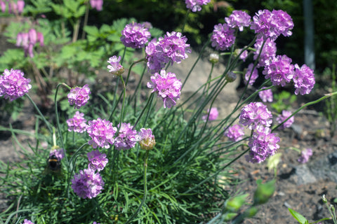 Armeria maritima (Thrift/Sea Pink) seeds - RP Seeds