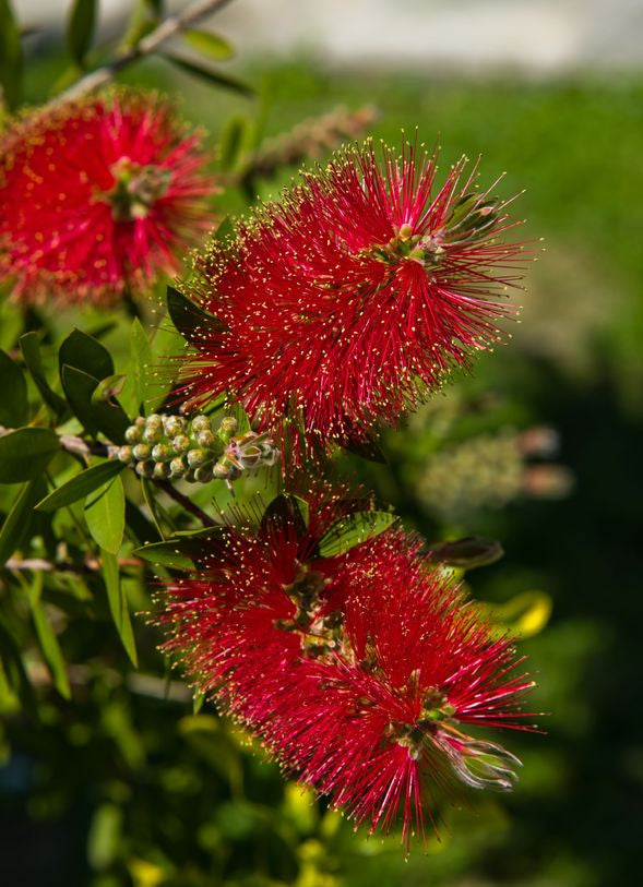Callistemon rigidus (Stiff Bottlebrush) seeds - RP Seeds